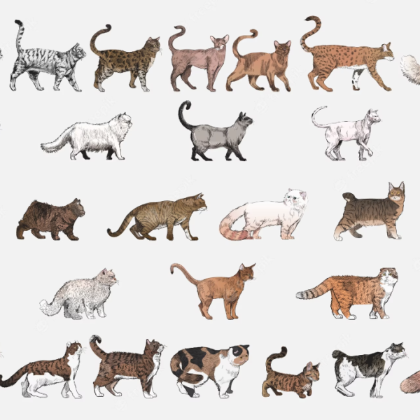 cat breeds