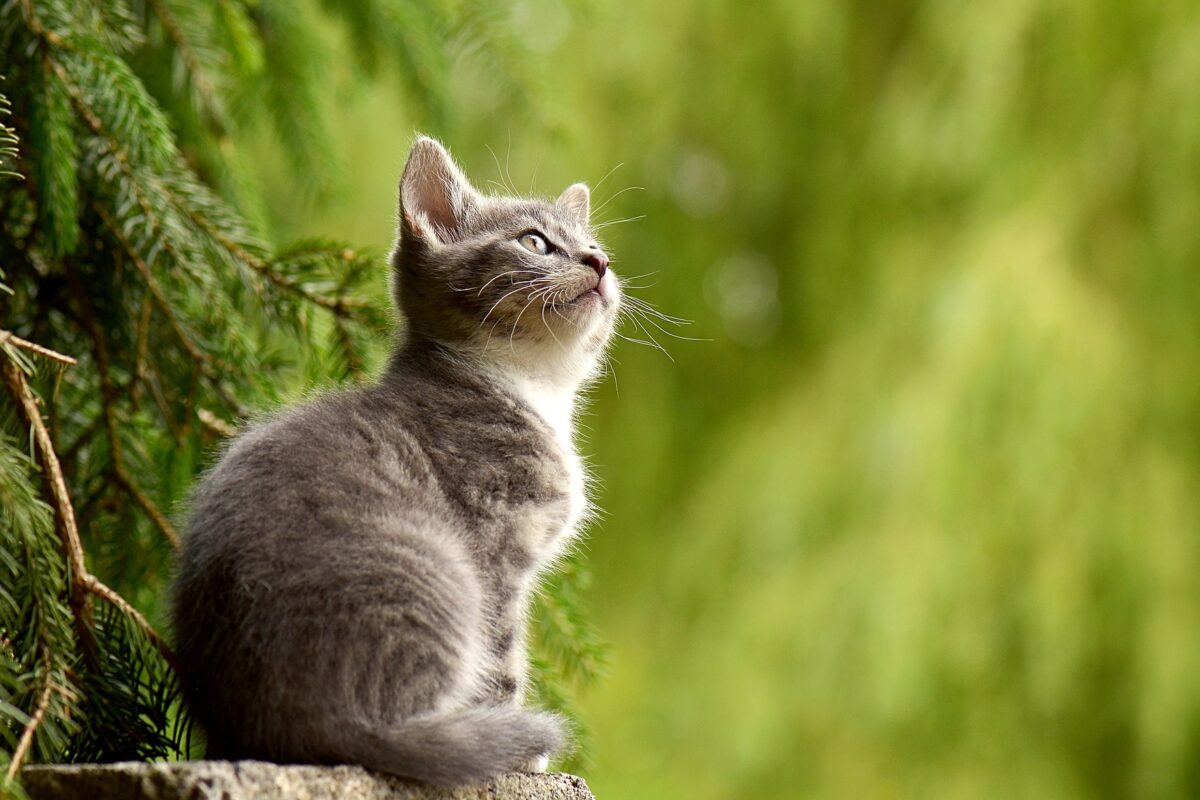 kitten