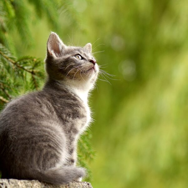 kitten