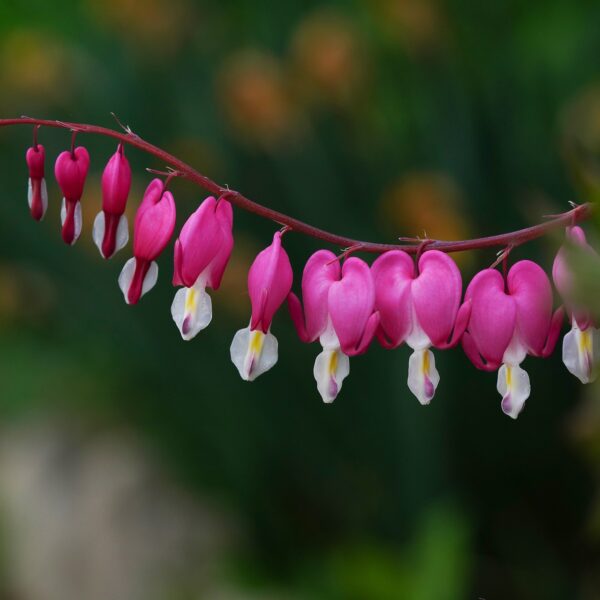 A Garden Full of Year-Round Beauty: The Best Plants To Keep All Year!
