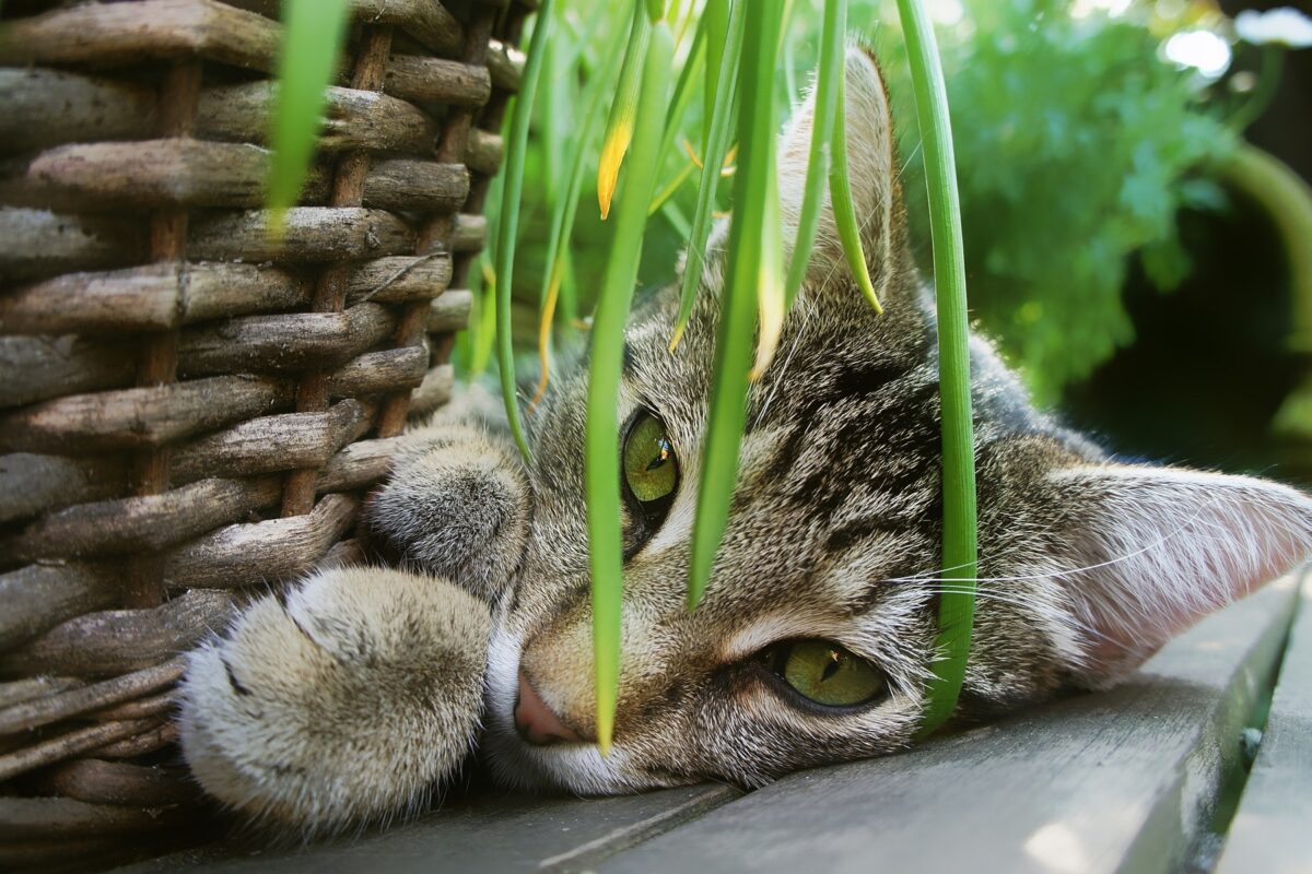 5 Cat Friendly Plants to Avoid Giving to Your Feline-Loving Friends