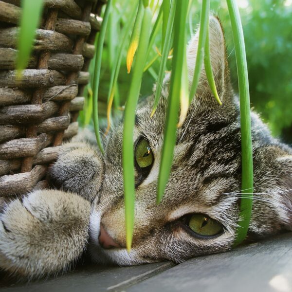 5 Cat Friendly Plants to Avoid Giving to Your Feline-Loving Friends