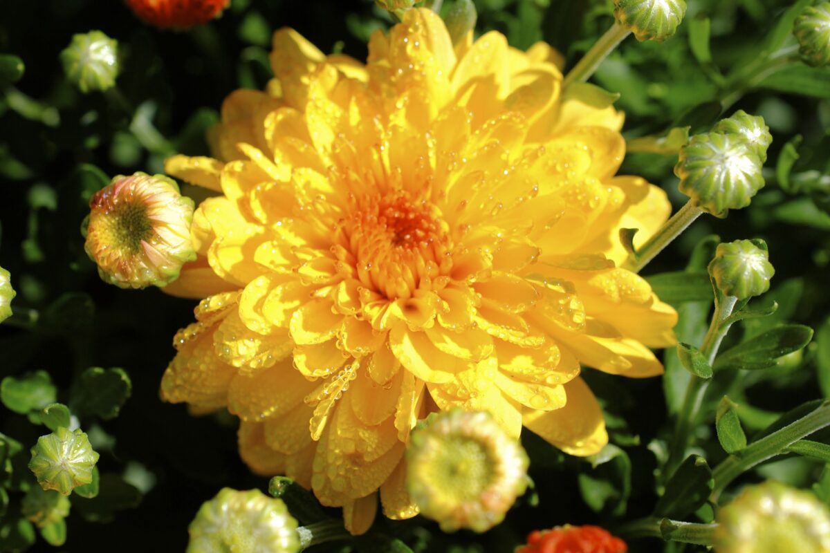 Discover the Joys of Becoming a Plant Mum: A Comprehensive Guide!