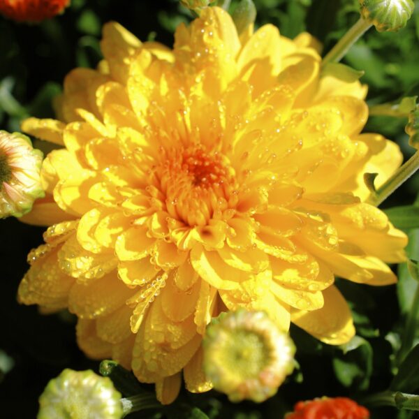 Discover the Joys of Becoming a Plant Mum: A Comprehensive Guide!