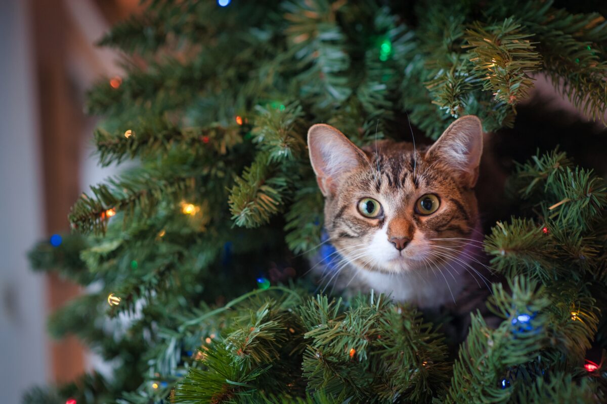 Pet-Proofing 101: Ensuring a Safe Holiday Season with a Christmas Tree Bottom Cover