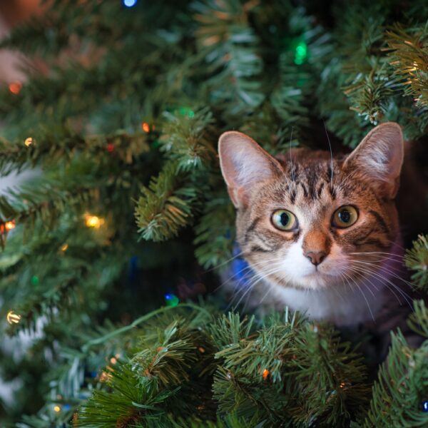 Pet-Proofing 101: Ensuring a Safe Holiday Season with a Christmas Tree Bottom Cover